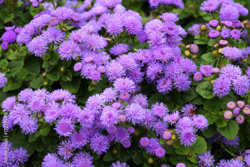 Decorative ageratum flowers bloom in a flower garden