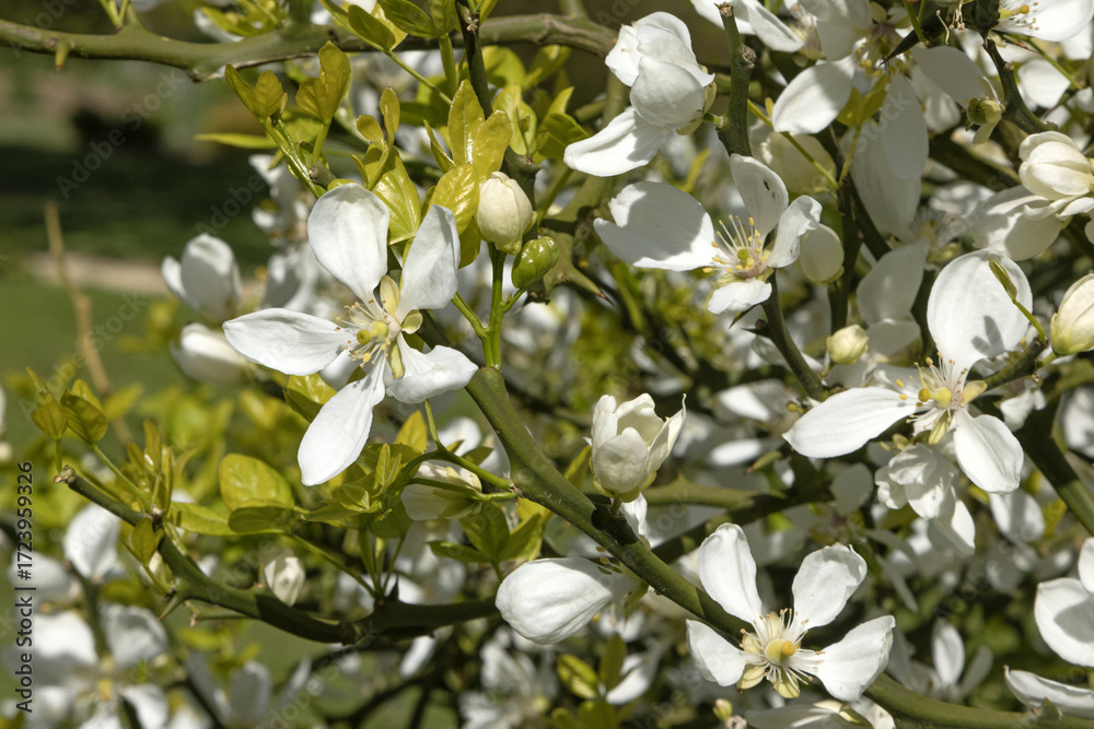 Fototapeta premium Gros plan de fleurs de Poncirus trifoliata