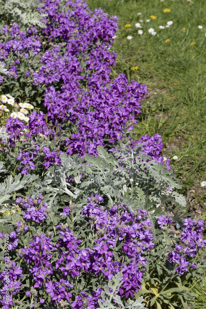 Fototapeta premium Matthiola violette