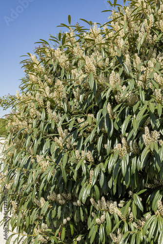 Bild auf Leinwand Prunus laurocerasus ' Otto Luyken ' en fleurs