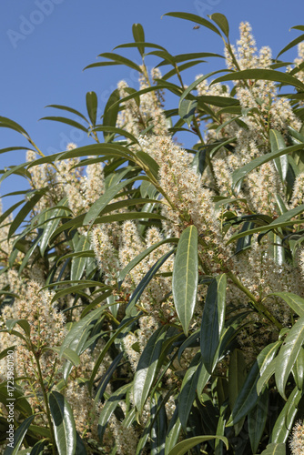 Foto Prunus laurocerasus ' Otto Luyken ' en fleurs