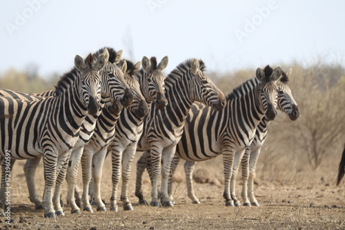 Plains zebras grouped in Kruger National Park South Africa.