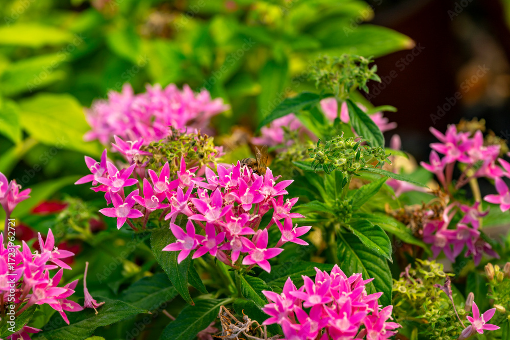 Obraz premium Pentas lanceolata, commonly known as Egyptian starcluster, is a species of flowering plant in the madder family, Rubiaceae that is native to tropical Africa from Sudan to Democratic Republic of the Co