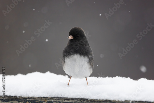 Dark-Eyed Junco