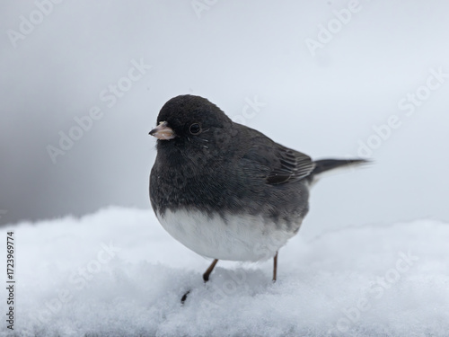 Dark-Eyed Junco