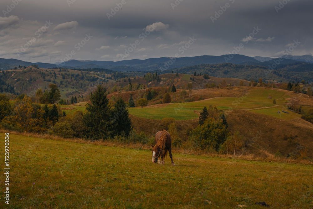Obraz premium Beautiful horses grazing in Carpathian mountians in early autumn, Ukraine