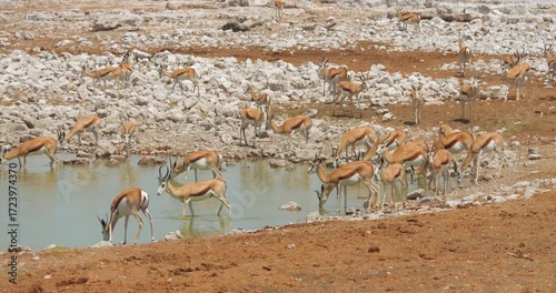 4K video; Herd of Springbok (Antidorcas marsupialis) antelope at a waterhole, in Etosha National Park Namibia