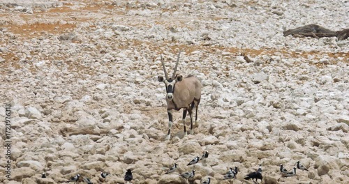 4K video. Two Gemsbok antelopes (Oryx gazella) walking towards the camera and a waterhole, Namibia