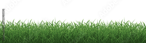 Grass Border And Isolated White Background