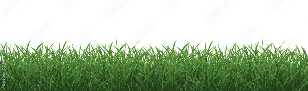 Fototapeta premium Grass Border And Isolated White Background