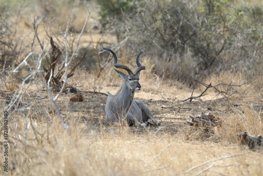 Fototapeta premium Greater Kudu bull with spiral horns resting in Kruger National Park, South Africa. Iconic African antelope.