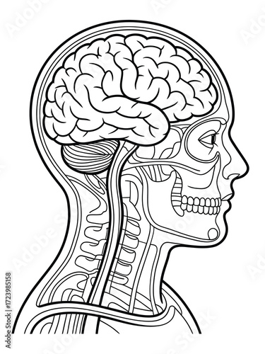 Detailed anatomical illustration of the human head and brain