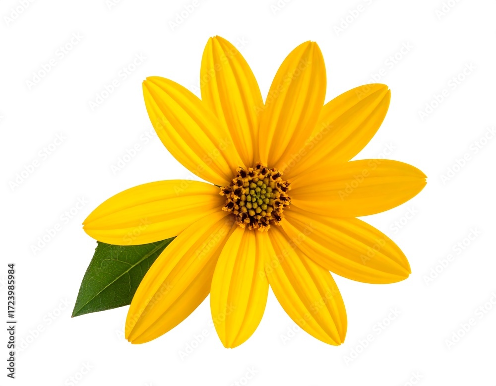 Obraz premium Close-up of a bright yellow flower with green leaf