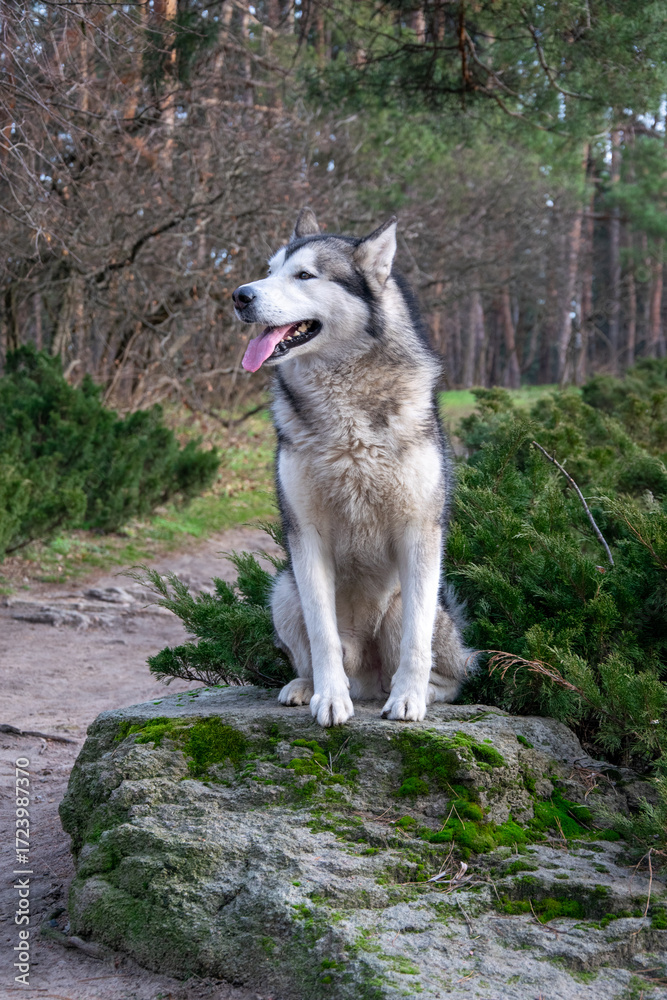 Obraz premium A large fluffy dog enjoys a sunny day sitting on a rock in a peaceful forest filled with greenery and trees