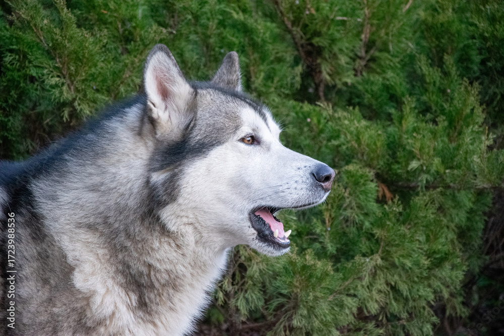 Obraz premium A majestic wolf stands proudly in front of thick greenery, showcasing its striking features and attentive expression