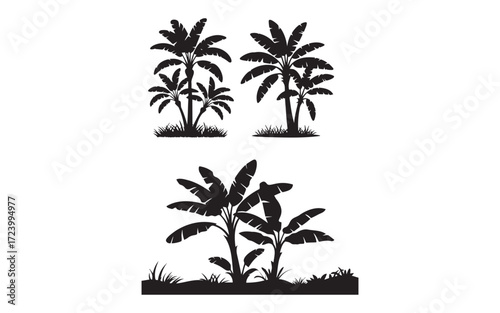 Banana tree palm tree tropical silhouette nature plant jungle forest exotic summer vacation travel island paradise beach on white background