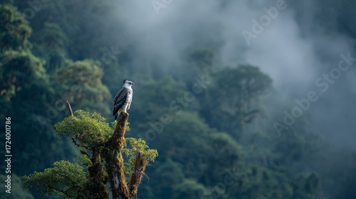 Majestic harpy eagle observing the lush rainforest nature photography misty landscape birdwatching perspective