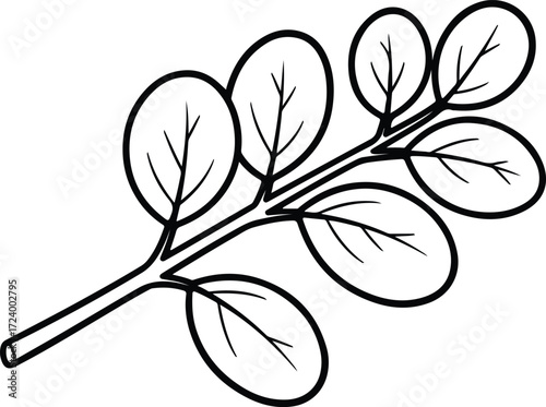 Vector moringa branch with leaves simple botanical silhouette design