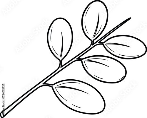Vector Moringa oleifera branch with leaves botanical silhouette design