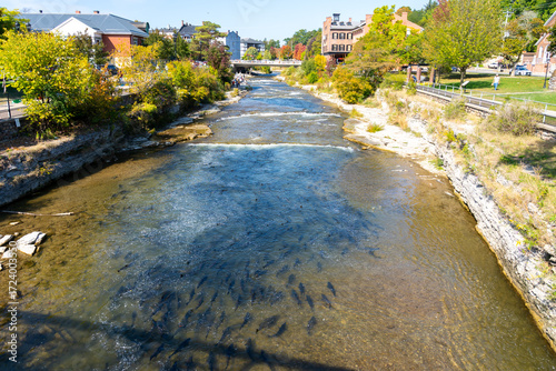 Thousands of Chinook and Coho salmon swimming upstream from Lake Ontario into the Ganaraska River to spawn in September. Port Hope, Ontario, Canada. 