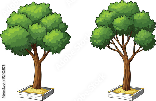 Cartoon trees in wooden planters with dense and open canopy comparison for botanical, landscaping, garden, and educational vector design