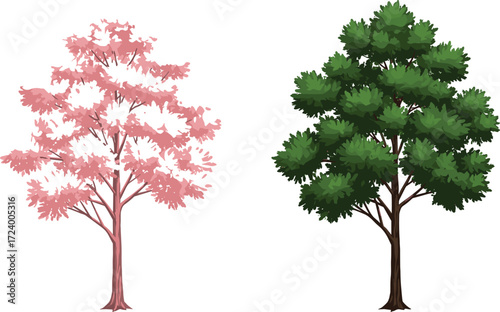 Cherry Blossom Tree and Green Deciduous Tree Side by Side for Nature, Botany, Seasonal Change, Landscape Design, and Artistic Themes