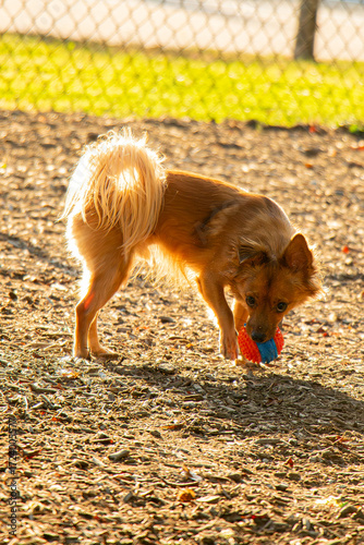 Dog with a Ball