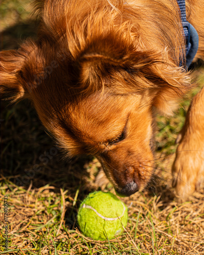 Dog with a Ball