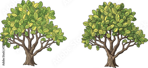 Green and yellow foliage trees illustration with textured trunks showing canopy variation for botanical, nature, garden, and educational vector design