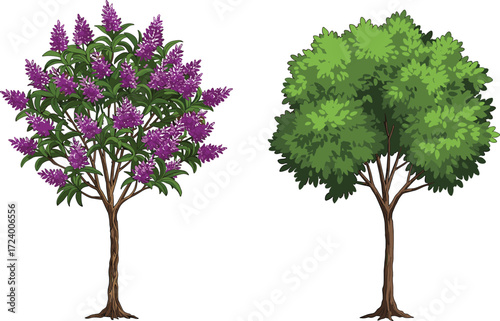Purple Flowering Tree and Green Leafy Tree Side by Side for Nature, Botany, Landscape, Seasonal Contrast, and Environmental Concepts
