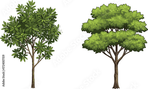 Tree illustration comparing sparse and dense foliage structures with green leaves for botanical, nature, garden, educational, and landscape design