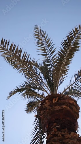 Low-angle footage of palm tree on a bright sunny day. Palm trees against the clear blue sky. Concept of tropical areas. Coconut trees swaying in the wind. Sunlight leaks through the palm leaves
