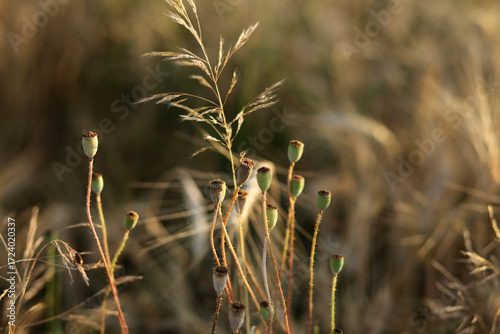 Small heads of wild poppy in a wheat field in the evening sunlight.