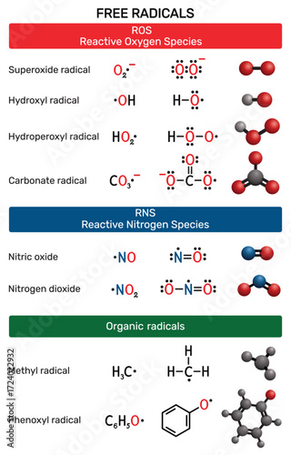 Free radicals molecule. Reactive oxygen species (ROS), reactive nitrogen species (RNS). Superoxide, hydroxyl, hydroperoxyl, carbonate, nitric oxide, nitrogen dioxide, methyl and phenoxyl radical