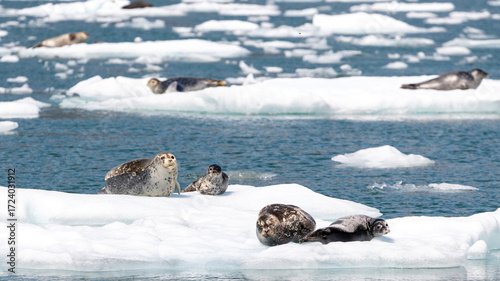 Photography Groups of harbor seals and pups on glacier ice in Alaska
