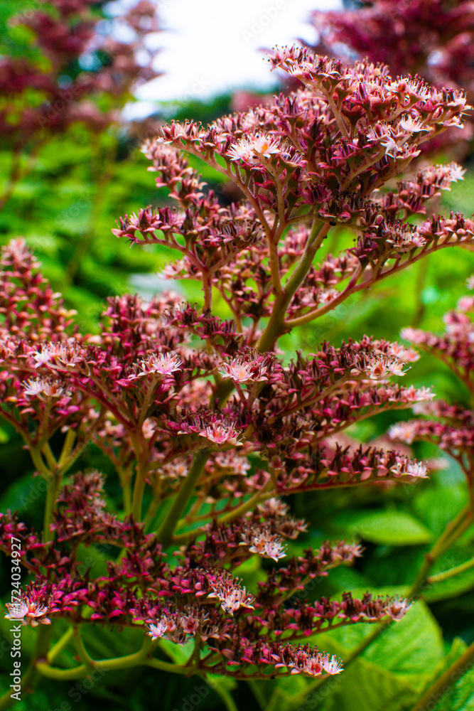 Obraz premium Unique flowers bloom in Denmark’s vibrant gardens during the summer season showcasing nature's beauty and diversity