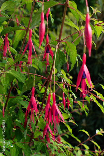 Bright pink fuchsia flowers blooming in a Danish garden during summer season