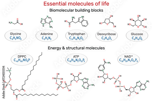 Essential molecules of life. Glycine, adenine, tryptophan, deoxyribose, glucose, phosphatidylcholine, adenosine triphosphate, nicotinamide adenine dinucleotide. Vector illustration