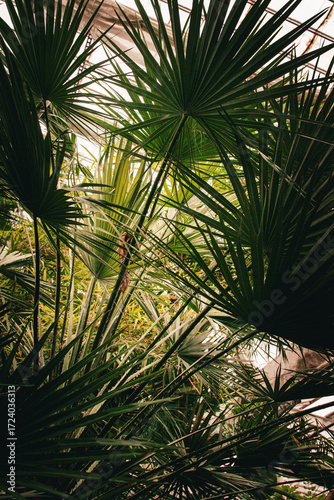 Lush green palm trees creating a tropical atmosphere in Denmark's botanical garden