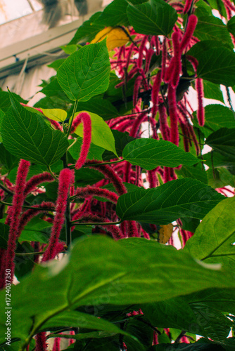 Colorful red plant with green leaves growing in a greenhouse in Denmark