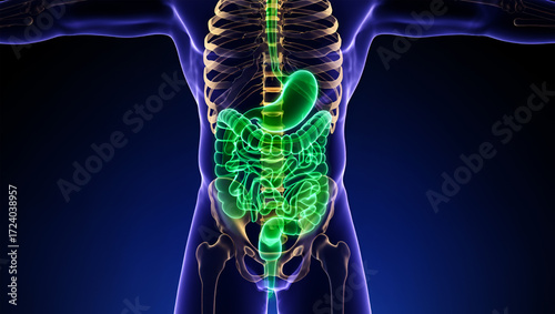 Human digestive system glowing green within translucent body anatomy stomach