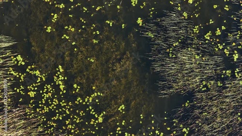 Drone aerial shot showing clusters of floating green leaves and submerged aquatic vegetation in shallow dark water, surrounded by tall reeds.