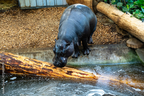 Hippo in Zoo