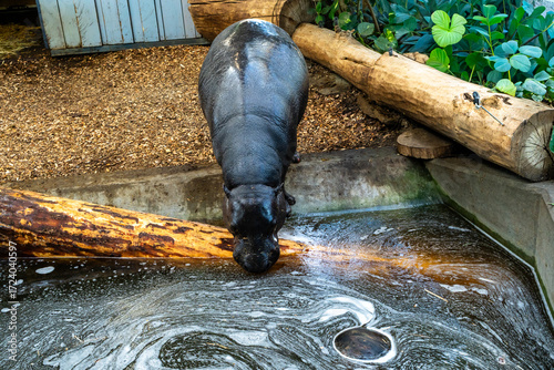 Hippo in Zoo
