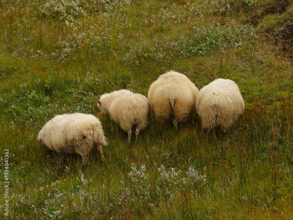 Fototapeta premium Icelandic Sheep Butts