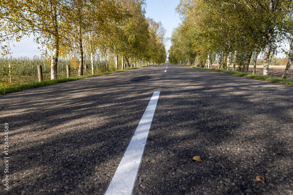 Fototapeta premium a highway with trees on the side of the road in the autumn season, birches growing along the highway during the autumn leaf fall