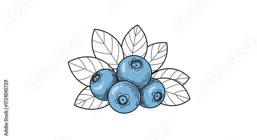A detailed illustration of ripe blueberries with green leaves on a white background.
