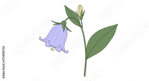 A beautiful campanula flower with delicate petals and vibrant green leaves in full bloom.