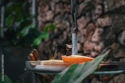 Butterflies feeding on fruit in a garden in Denmark during a sunny afternoon