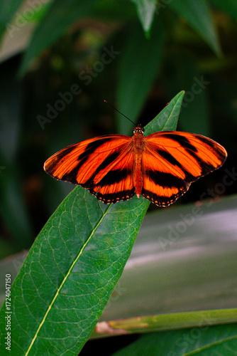 Bright orange butterfly resting on green leaf in a serene Danish garden